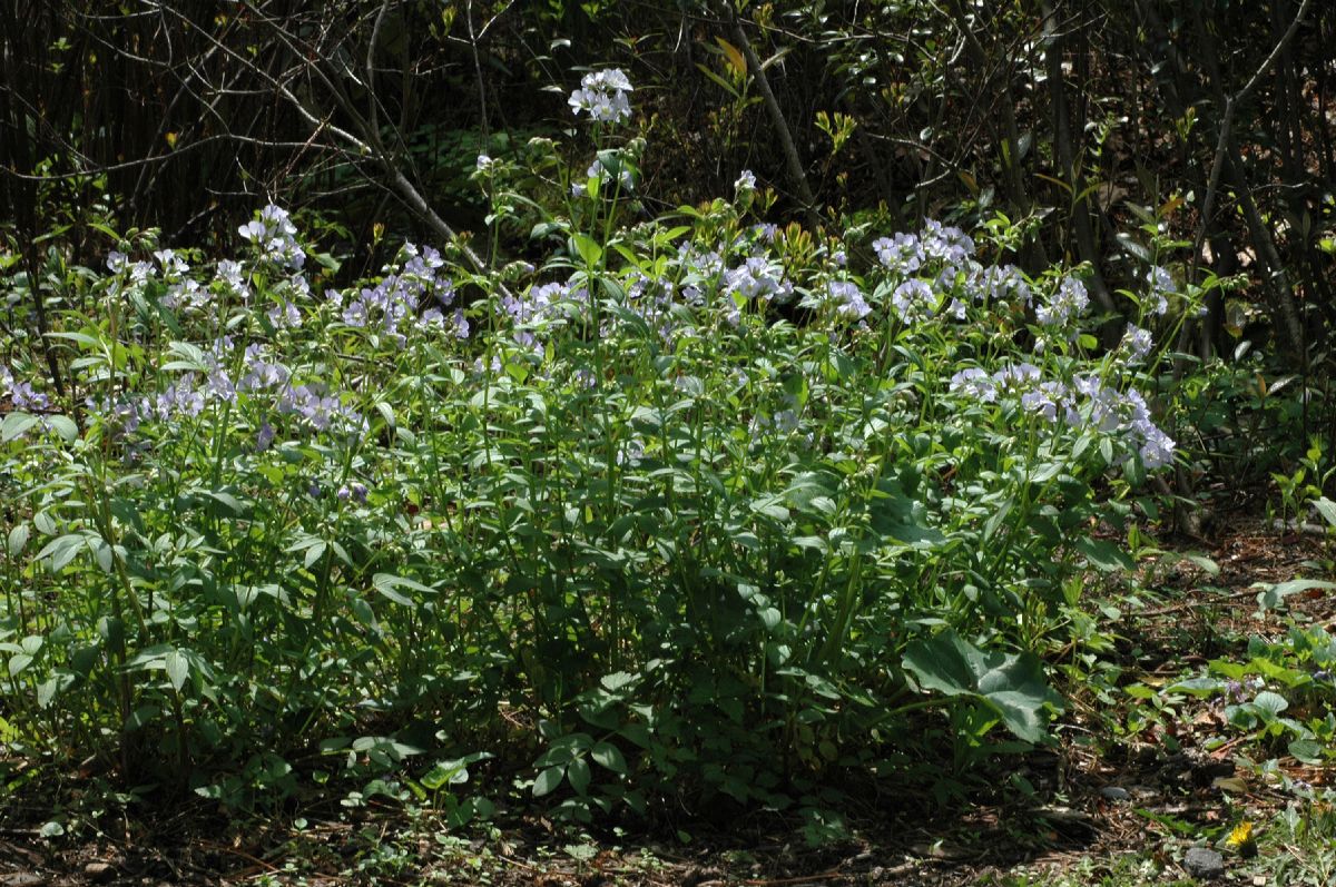 Polemoniaceae Polemonium reptans
