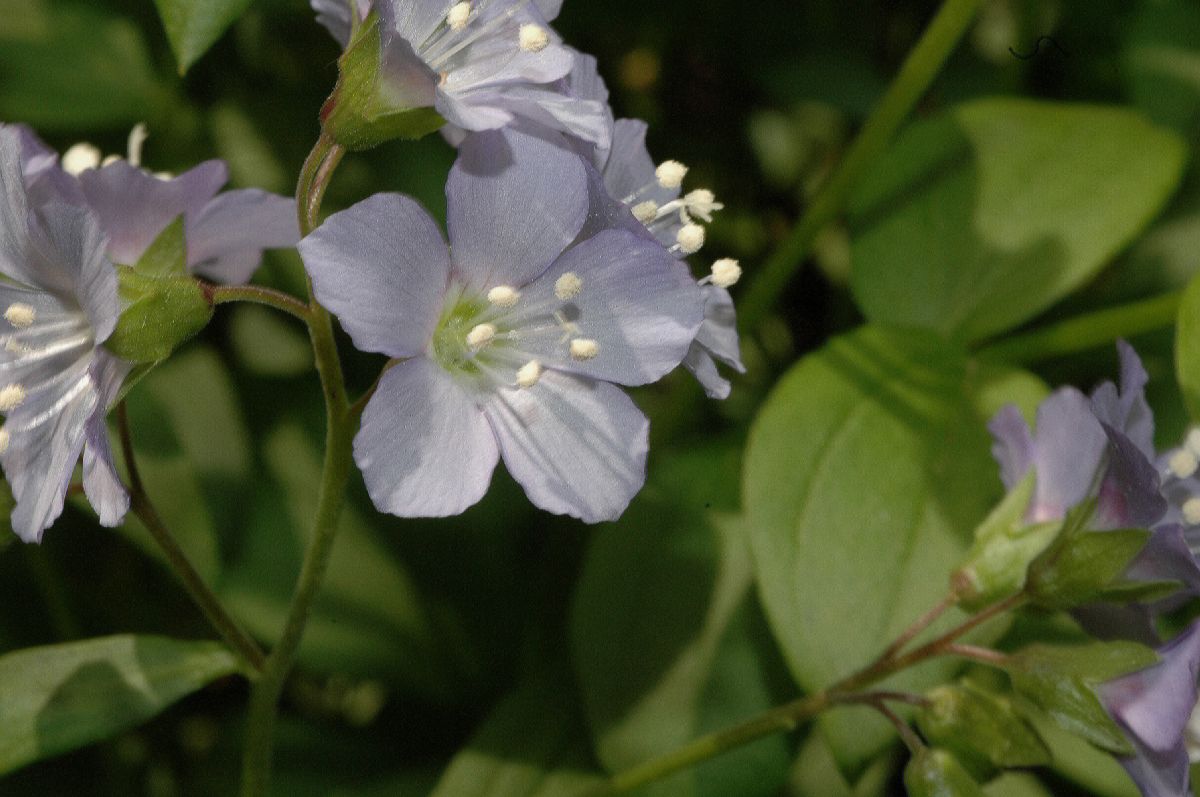 Polemoniaceae Polemonium reptans