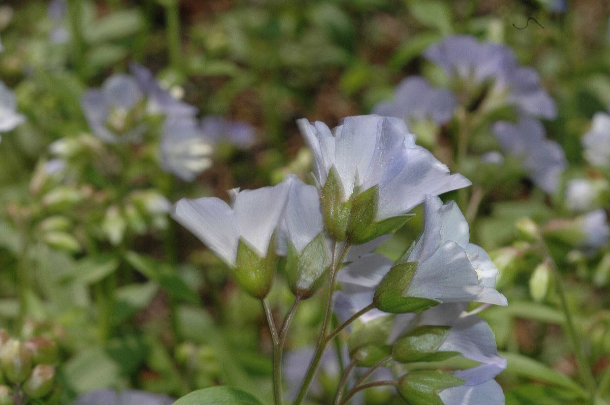 Polemoniaceae Polemonium reptans