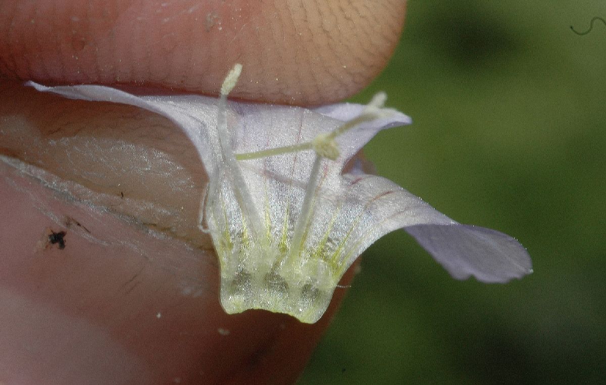Polemoniaceae Polemonium reptans