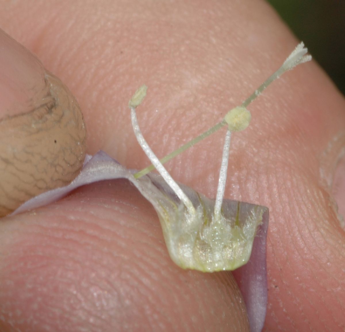 Polemoniaceae Polemonium reptans
