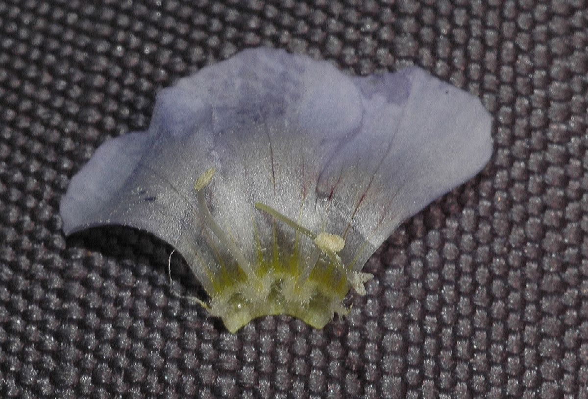 Polemoniaceae Polemonium reptans