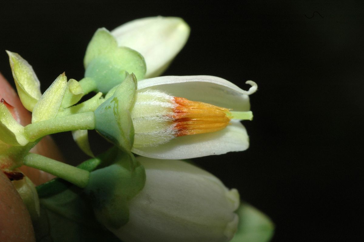 Ericaceae Vaccinium lamarckii