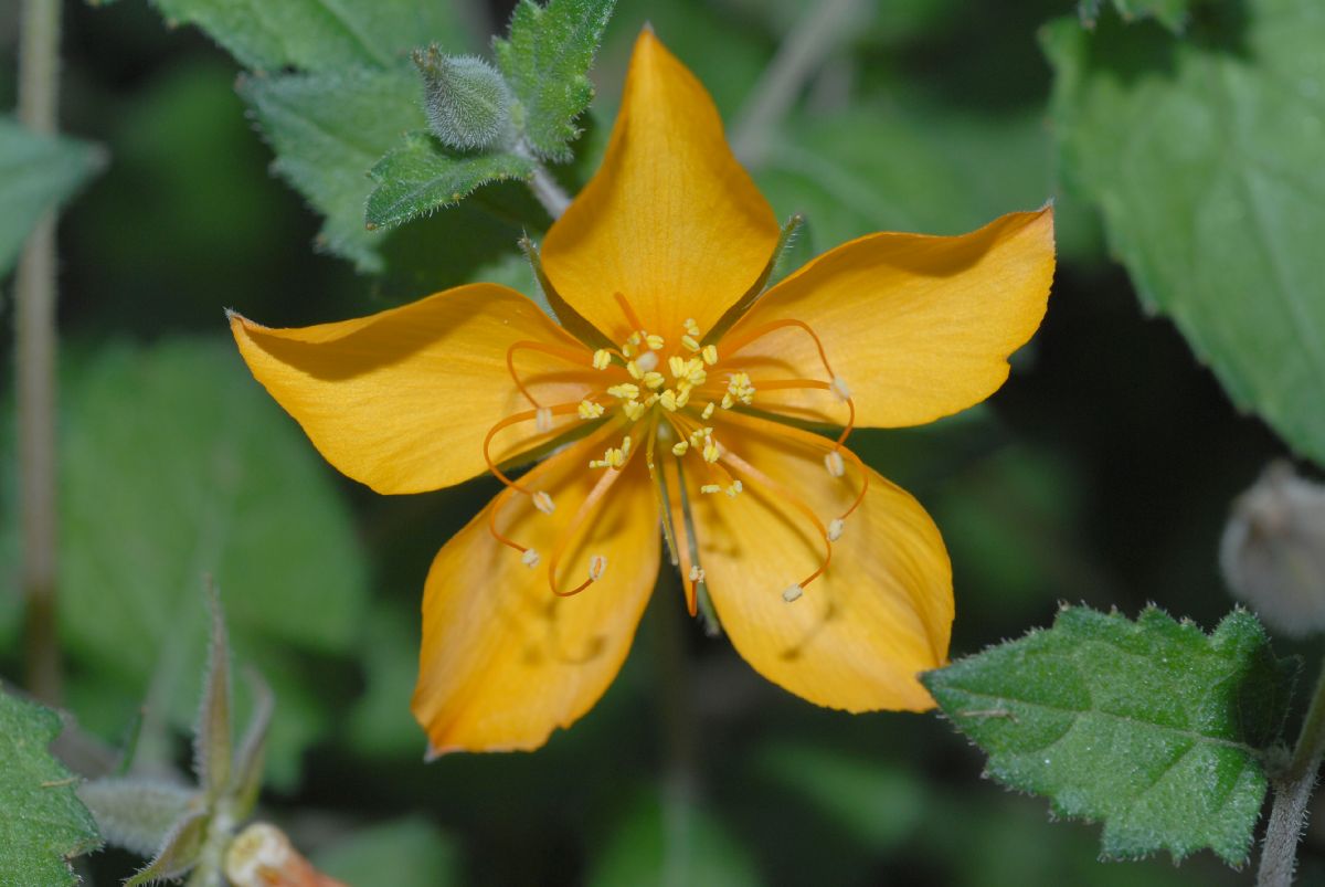 Loasaceae Mentzelia scabra