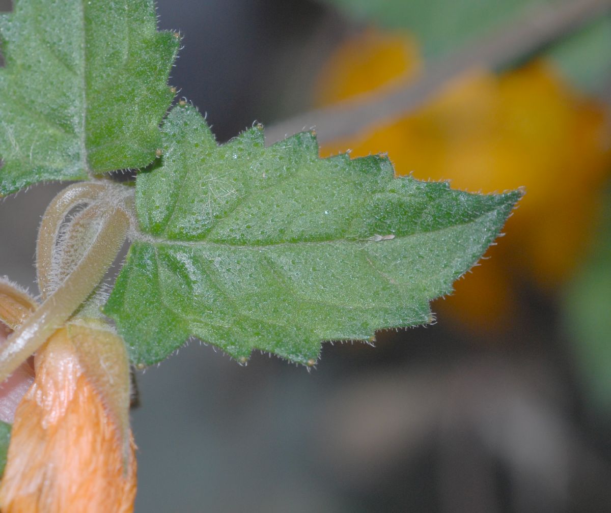 Loasaceae Mentzelia scabra