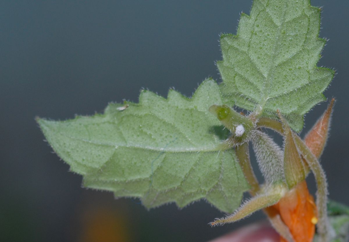 Loasaceae Mentzelia scabra
