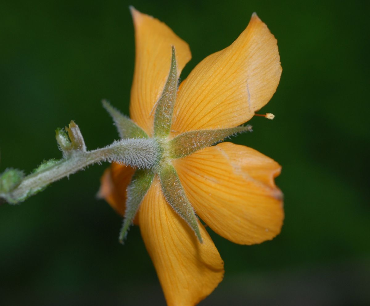 Loasaceae Mentzelia scabra