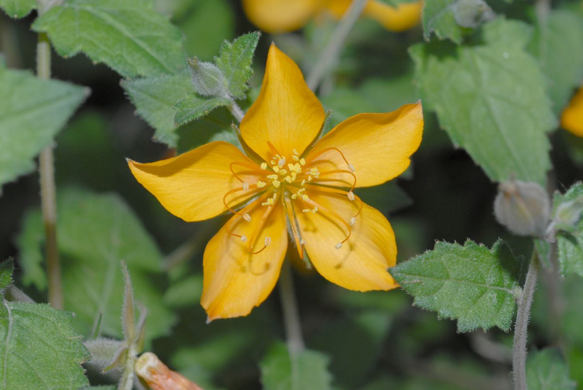 Loasaceae Mentzelia scabra