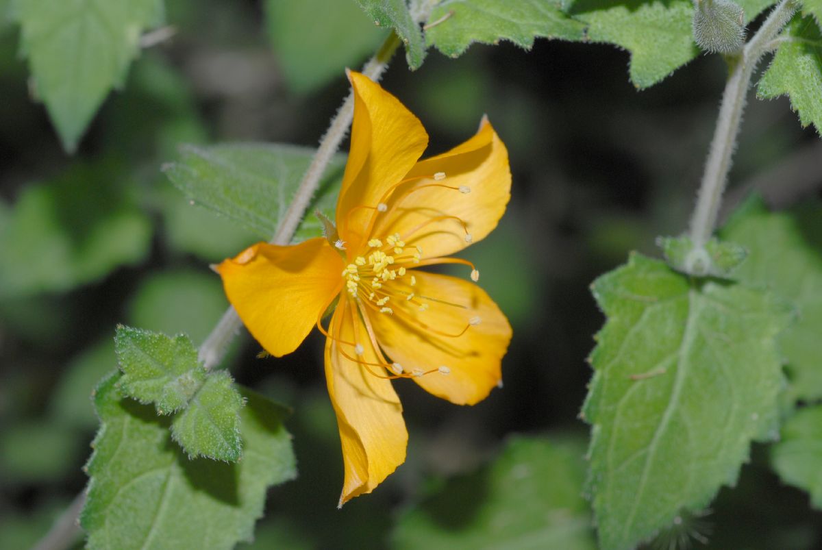 Loasaceae Mentzelia scabra