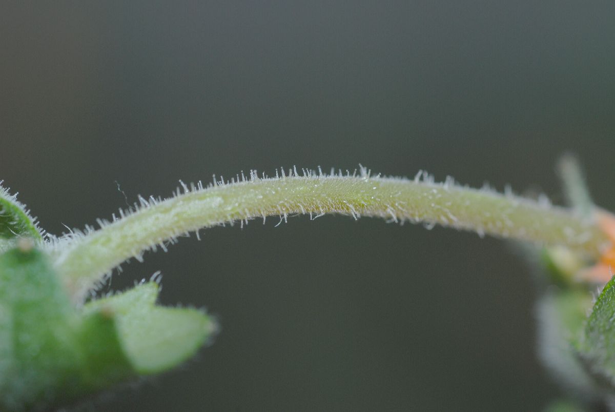 Loasaceae Mentzelia scabra