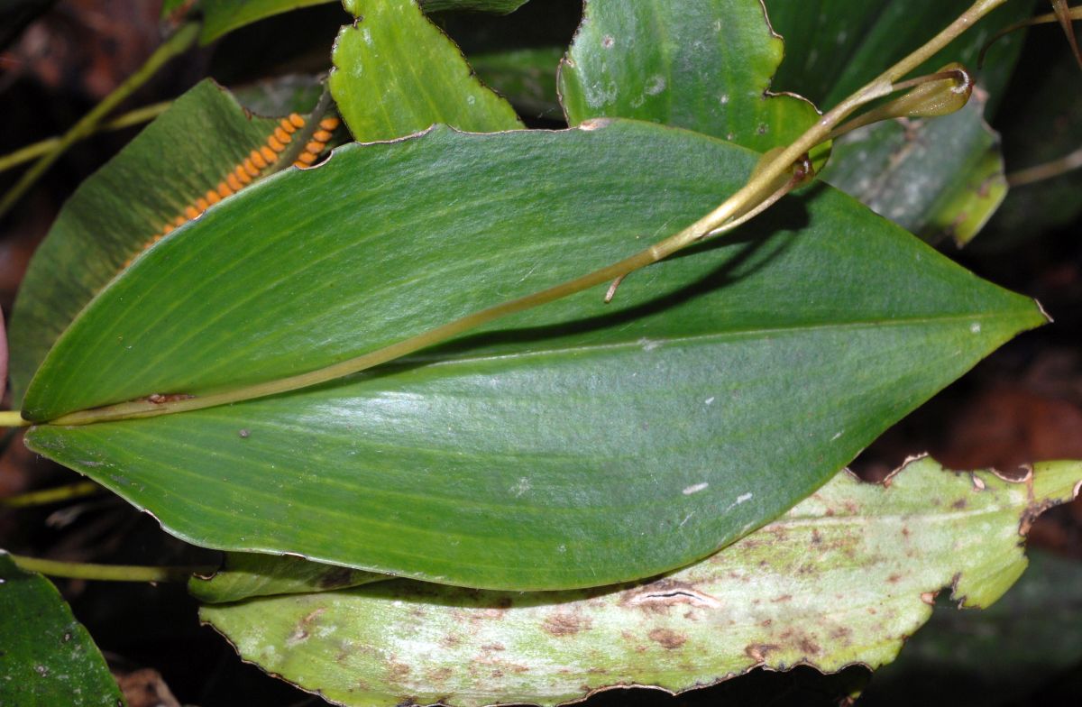 Orchidaceae Pleurothallis 