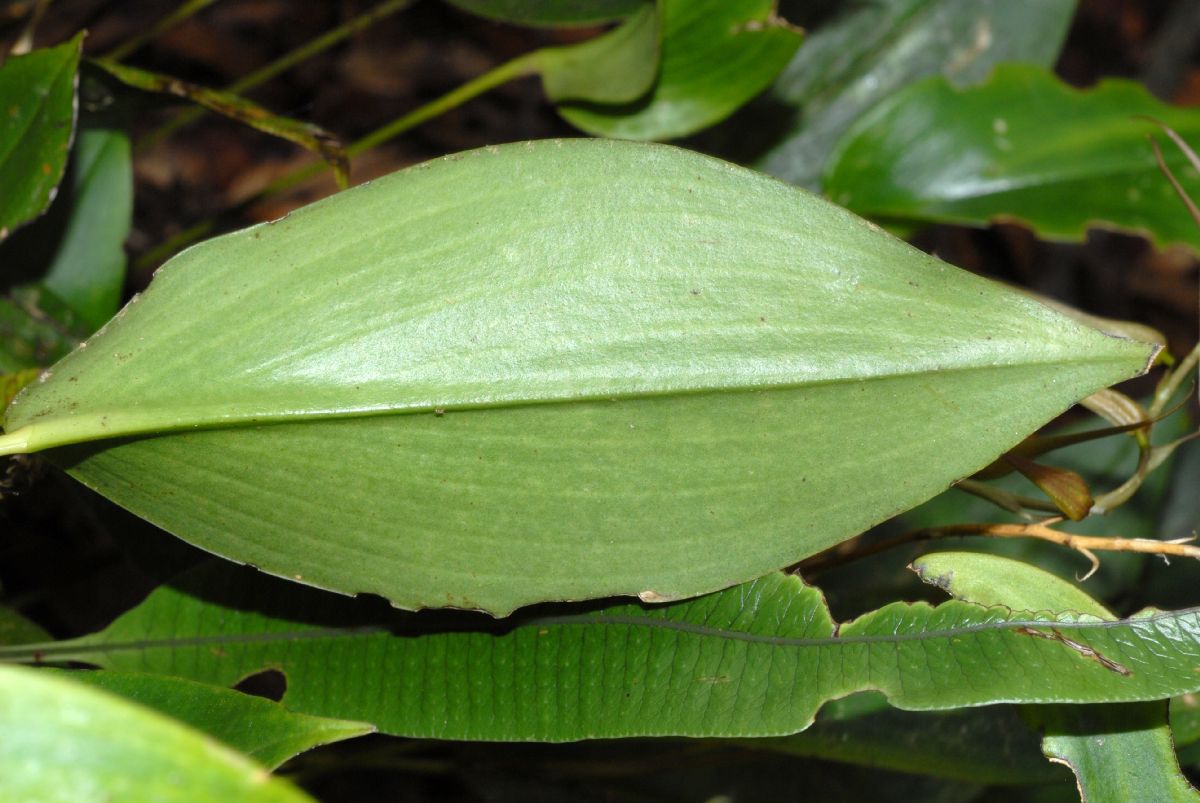 Orchidaceae Pleurothallis 