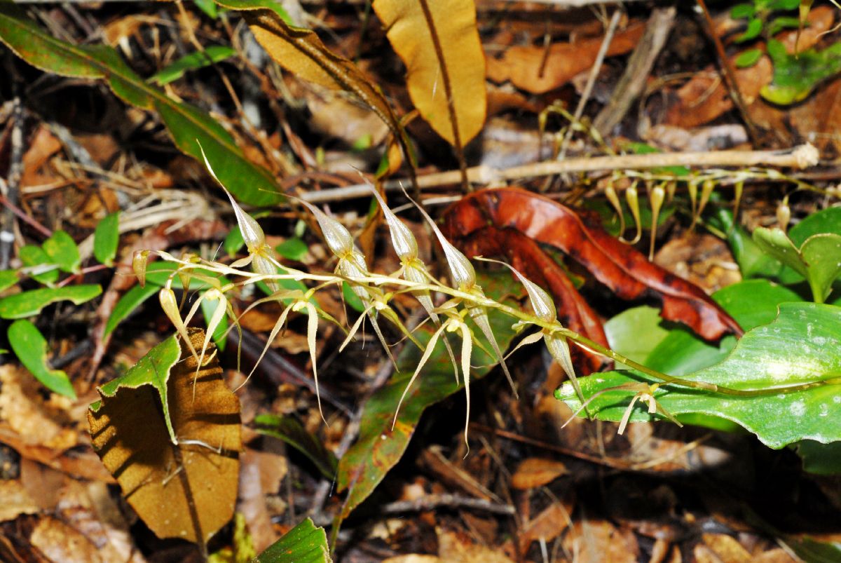 Orchidaceae Pleurothallis 