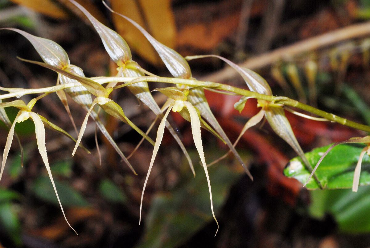 Orchidaceae Pleurothallis 