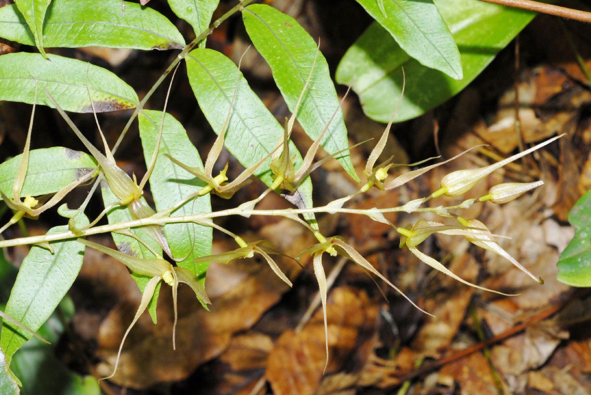 Orchidaceae Pleurothallis 