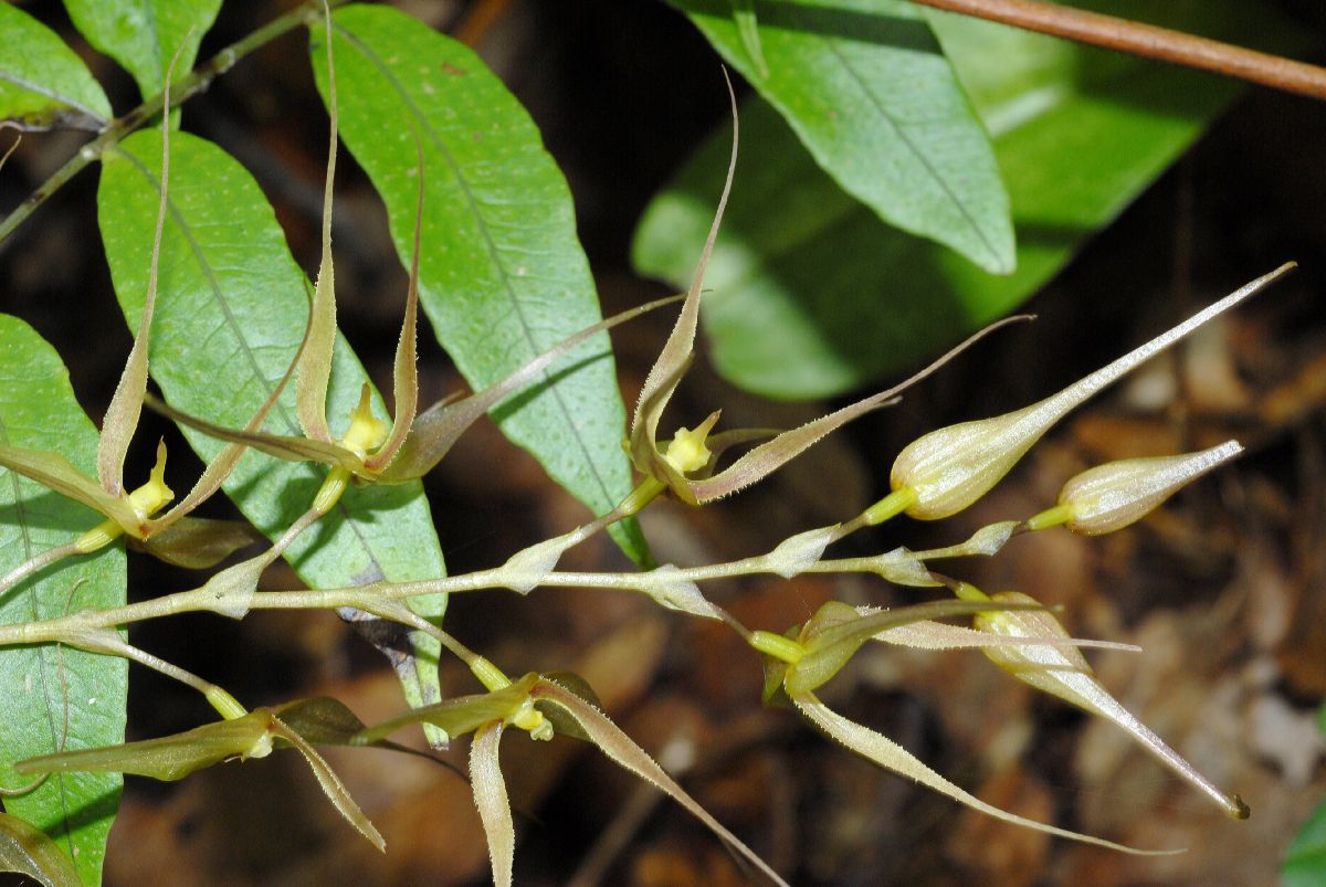 Orchidaceae Pleurothallis 