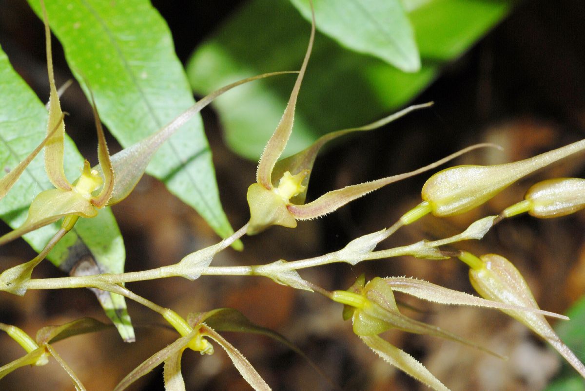 Orchidaceae Pleurothallis 