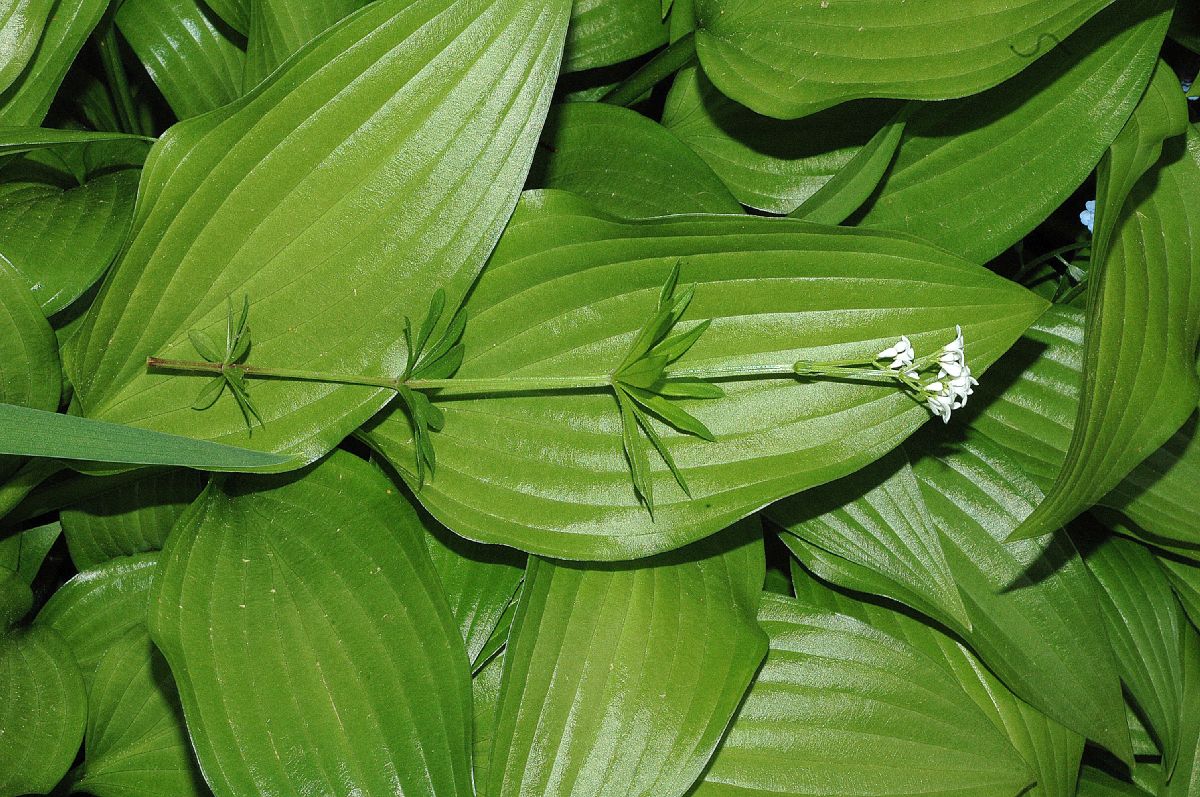 Rubiaceae Galium odoratum