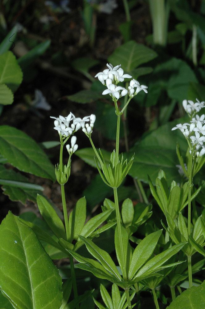 Rubiaceae Galium odoratum