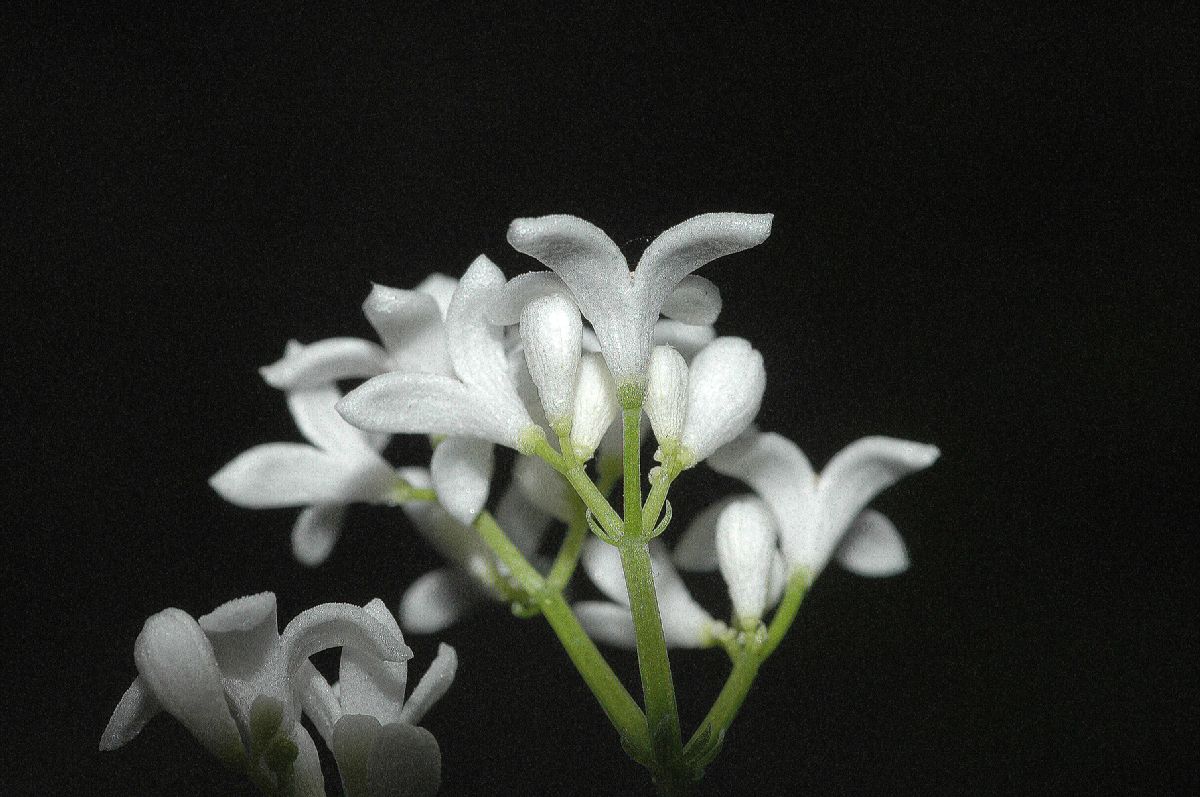 Rubiaceae Galium odoratum