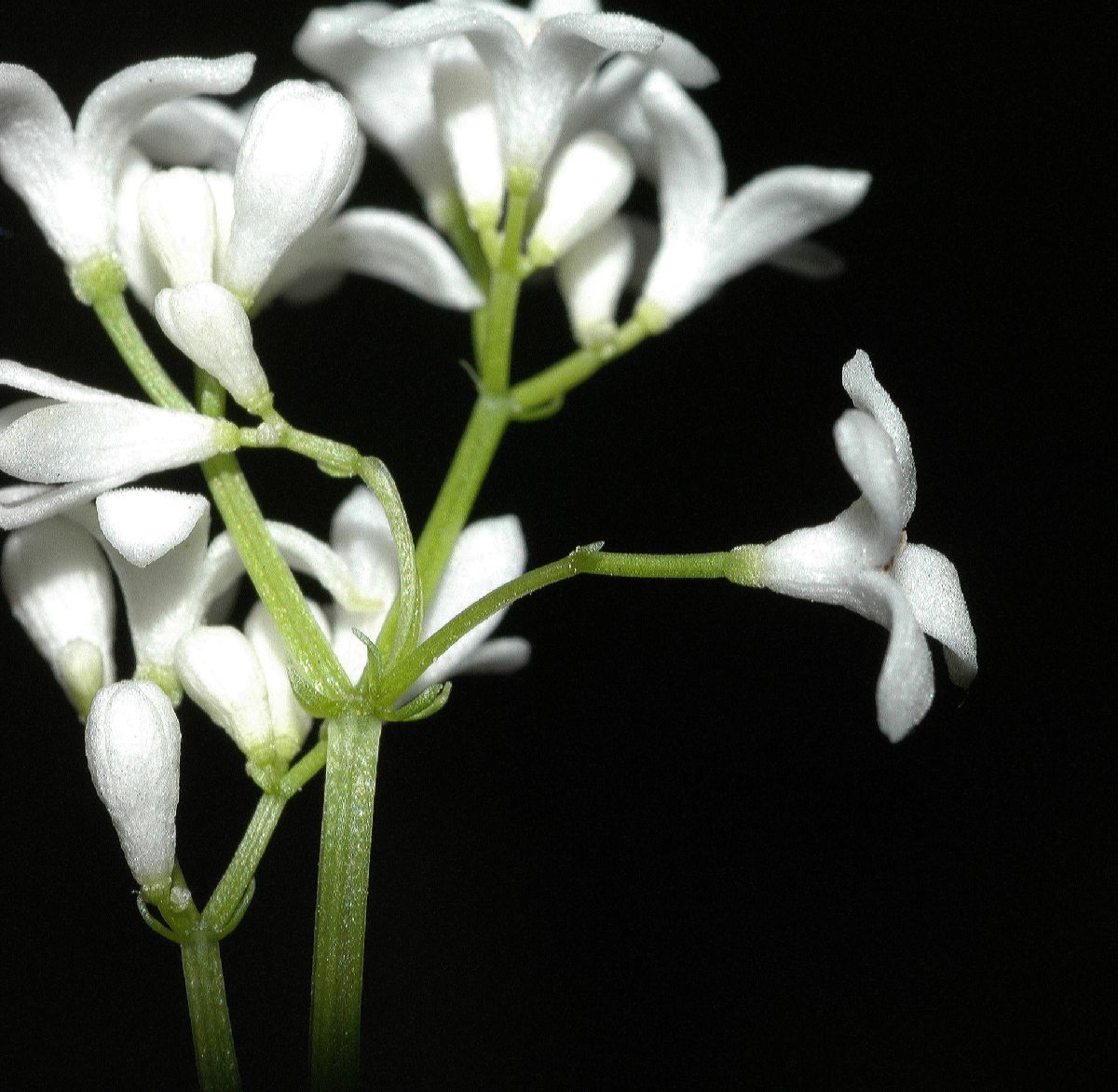 Rubiaceae Galium odoratum