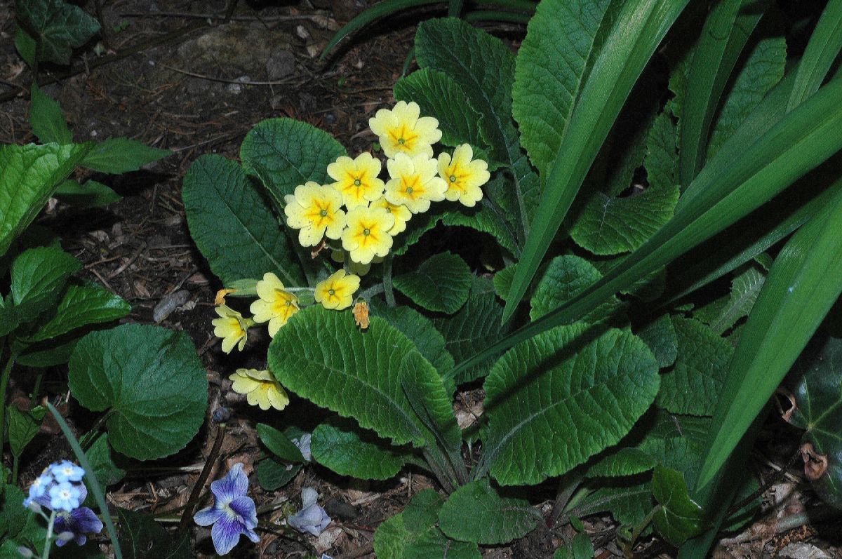 Primulaceae Primula veris