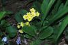 image of Primula veris