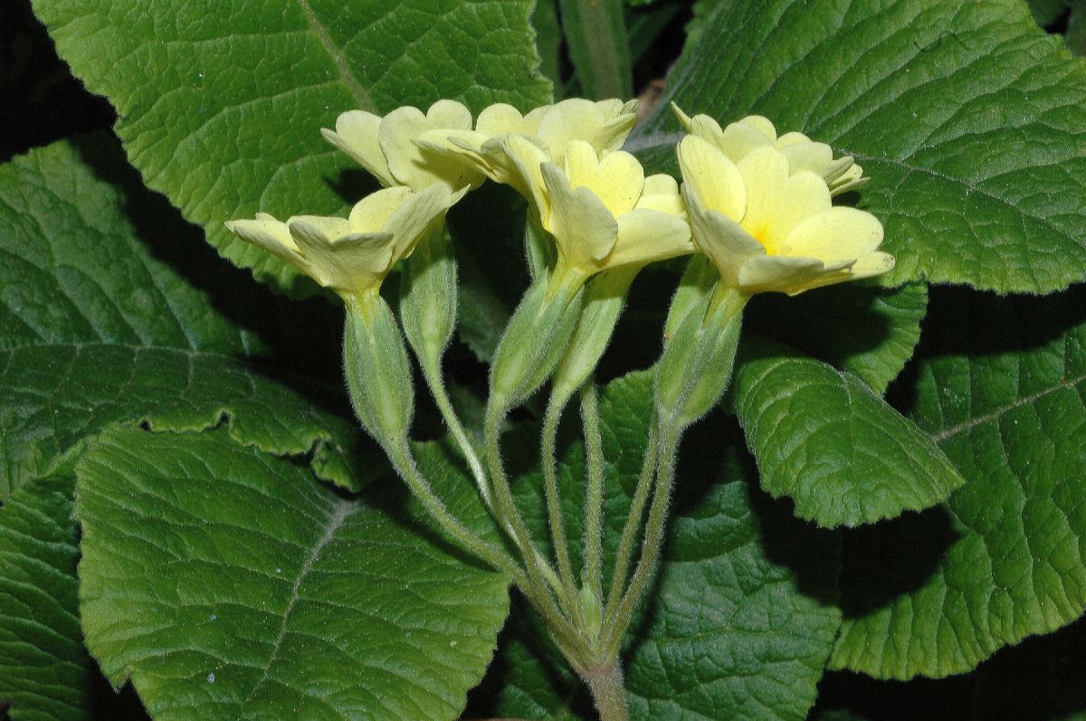 Primulaceae Primula veris