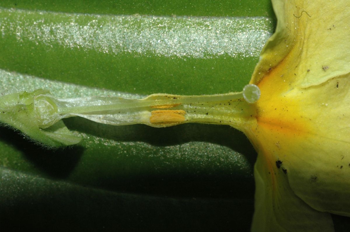 Primulaceae Primula veris