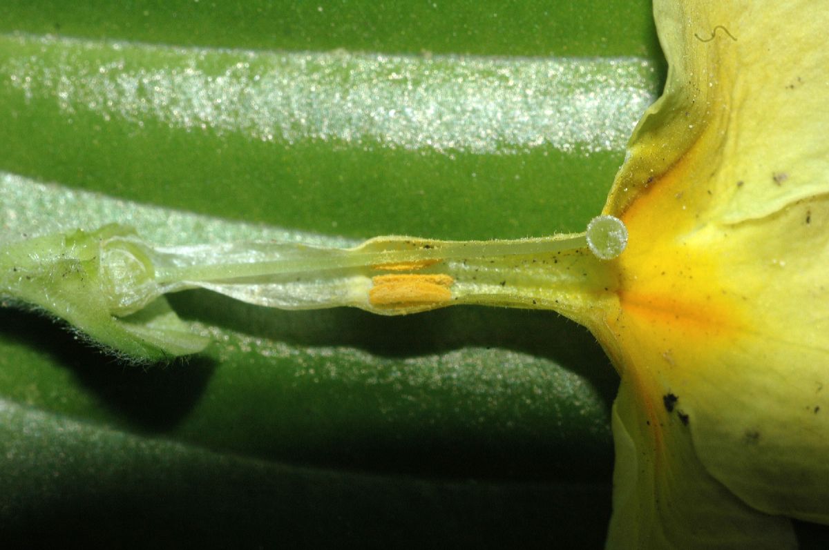 Primulaceae Primula veris