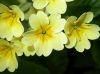 image of Primula veris
