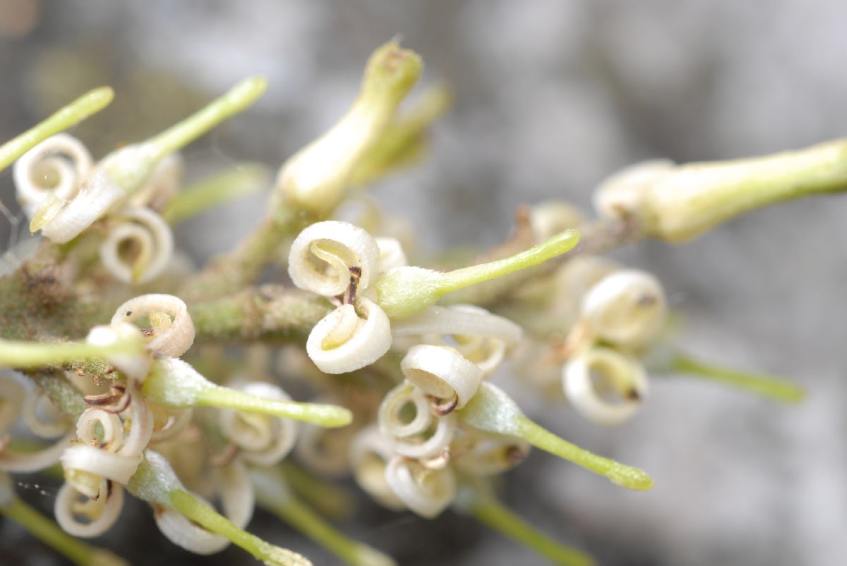 Proteaceae Roupala obovata