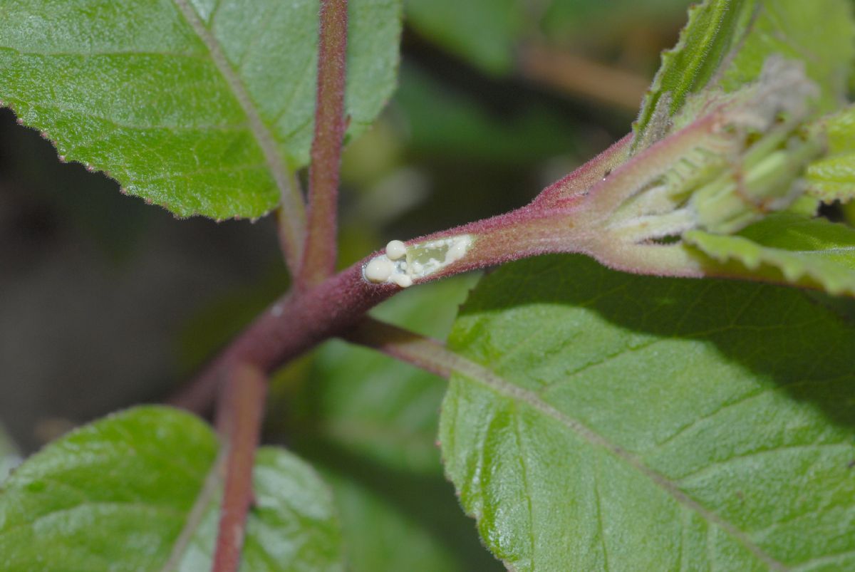Campanulaceae Siphocampylus lasiandrum