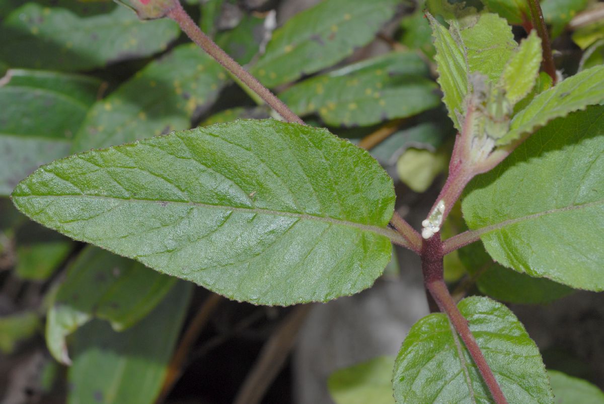 Campanulaceae Siphocampylus lasiandrum