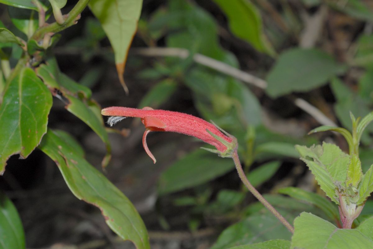 Campanulaceae Siphocampylus lasiandrum