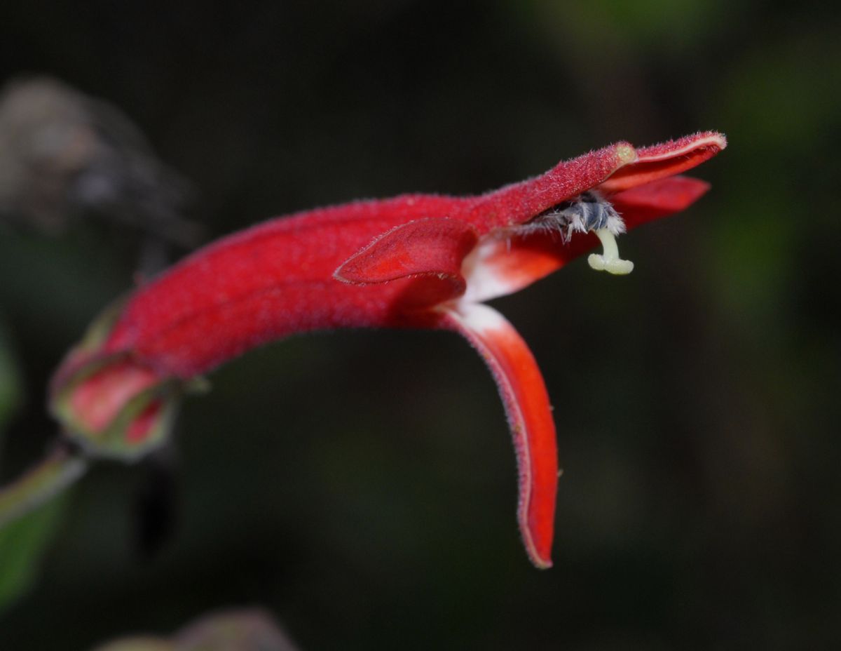 Campanulaceae Siphocampylus lasiandrum