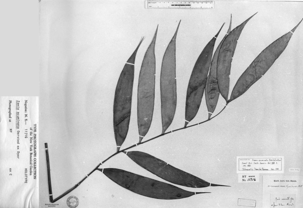 Zamiaceae Zamia acuminata