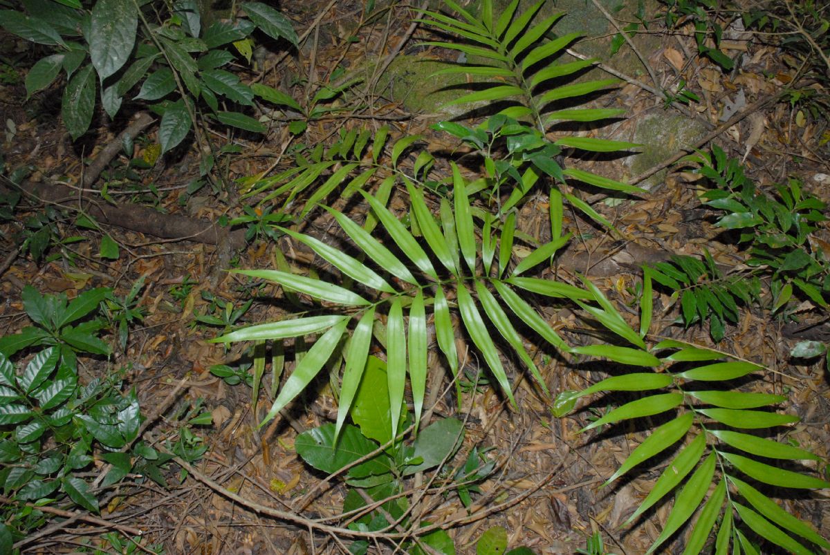 Zamiaceae Zamia acuminata