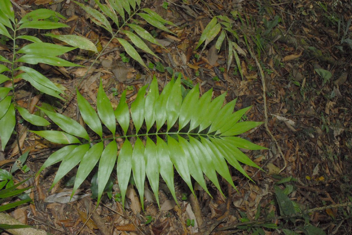 Zamiaceae Zamia acuminata