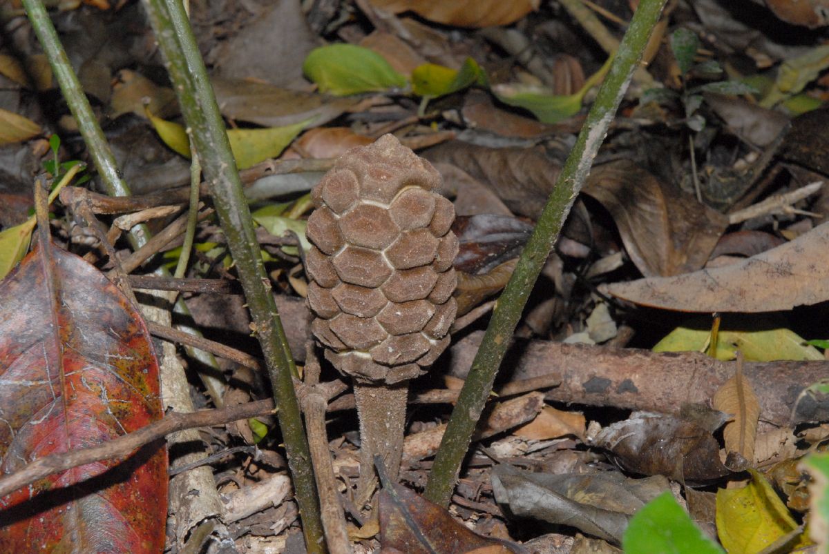 Zamiaceae Zamia acuminata