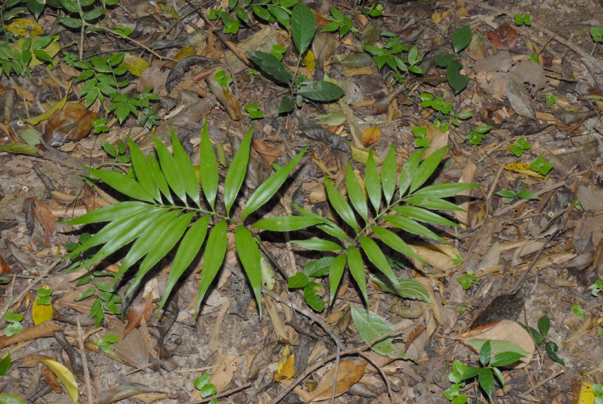 Zamiaceae Zamia acuminata