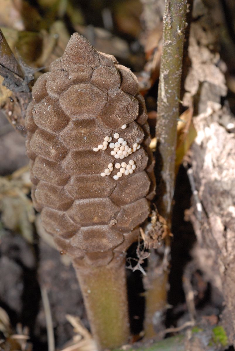 Zamiaceae Zamia acuminata