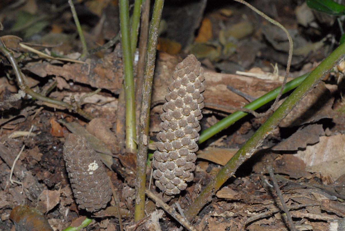 Zamiaceae Zamia acuminata