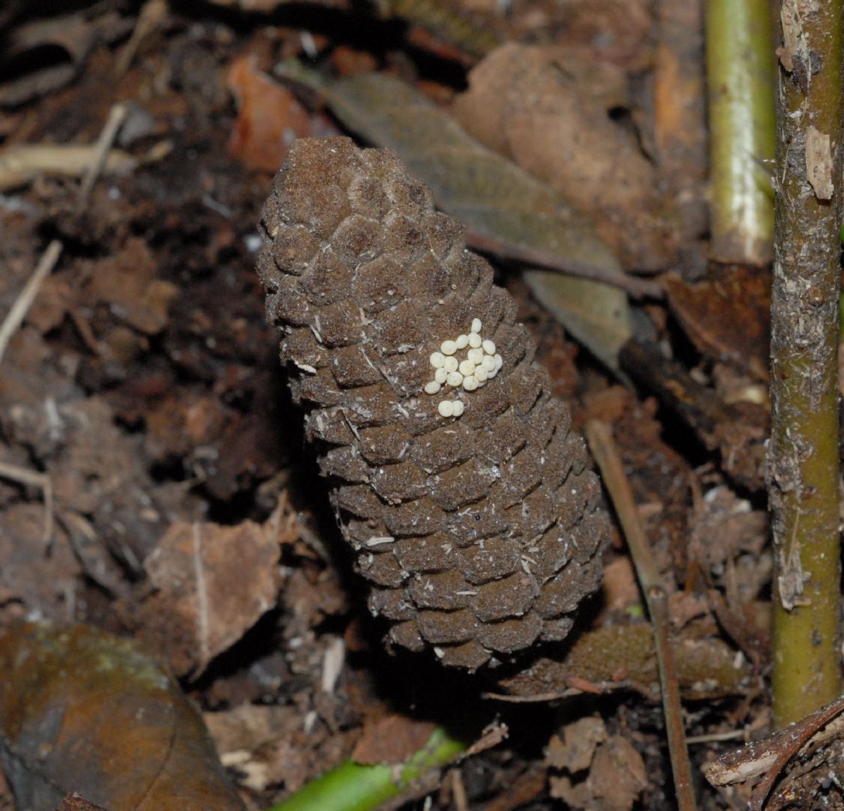 Zamiaceae Zamia acuminata