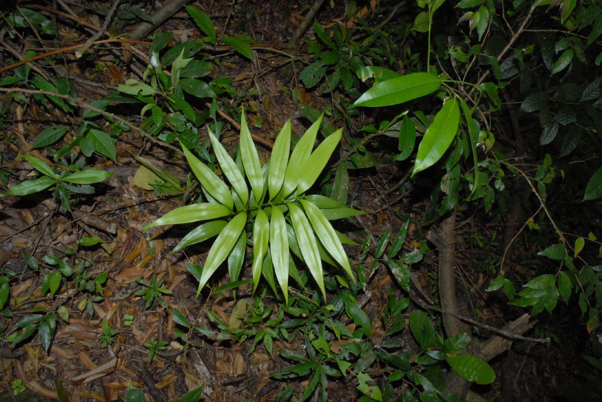 Zamiaceae Zamia acuminata