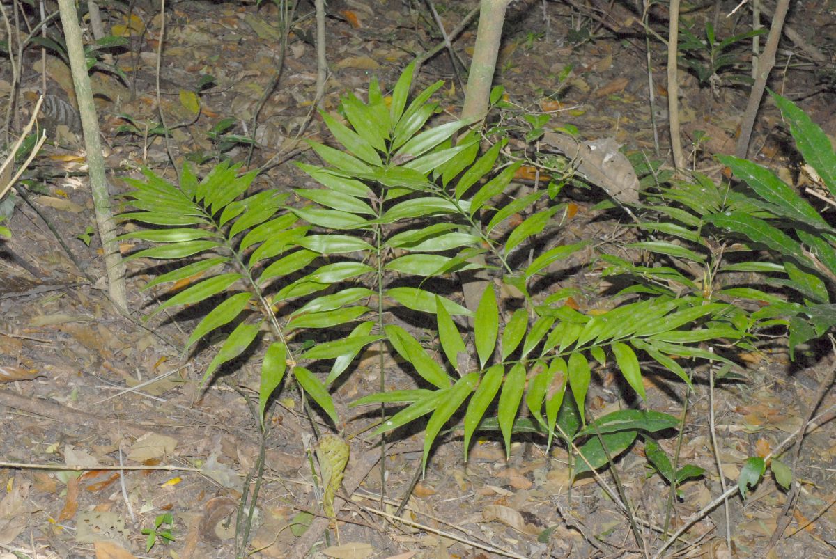 Zamiaceae Zamia acuminata
