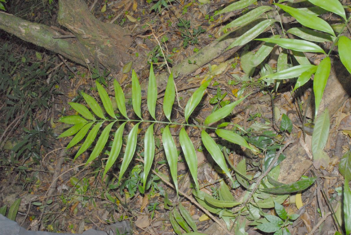 Zamiaceae Zamia acuminata
