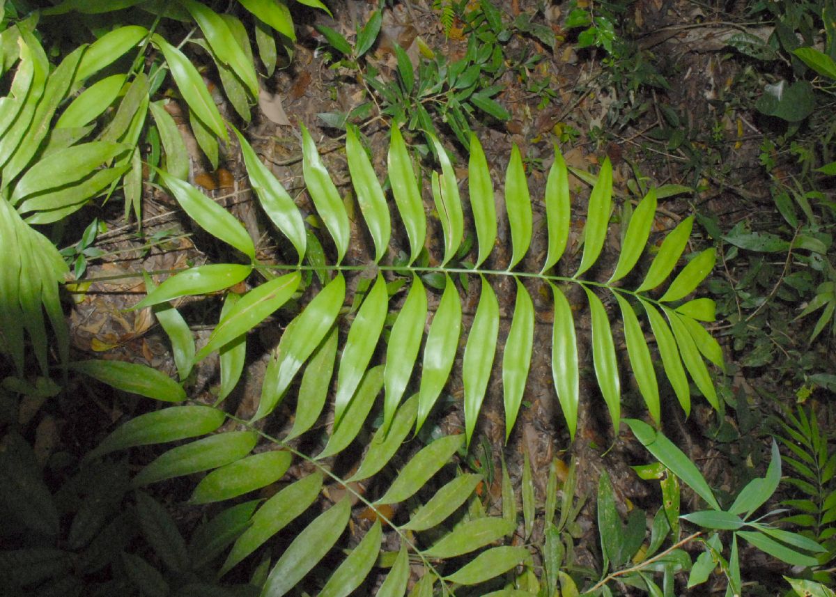 Zamiaceae Zamia acuminata