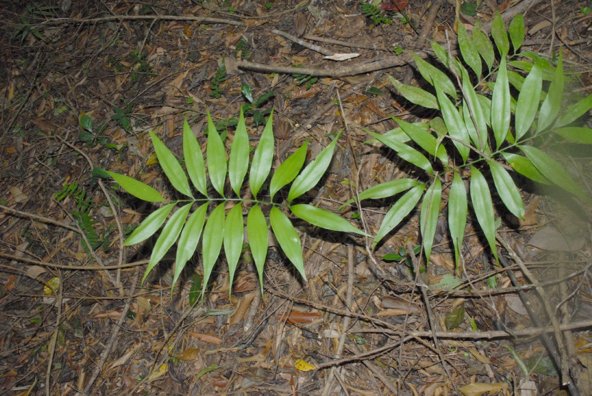 Zamiaceae Zamia acuminata