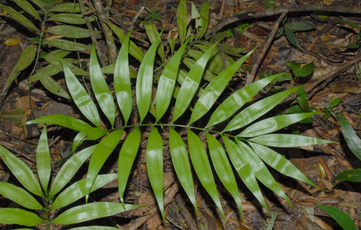 Zamiaceae Zamia acuminata